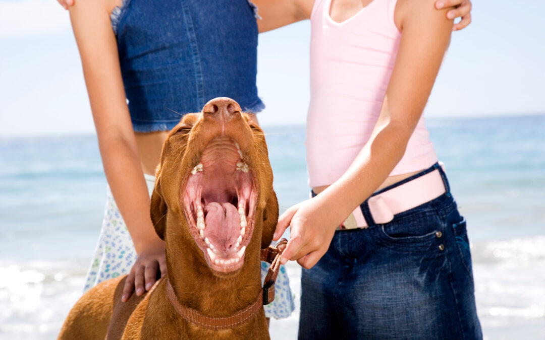 Average Missouri Dog Bite Settlement Values: What Victims Should Expect