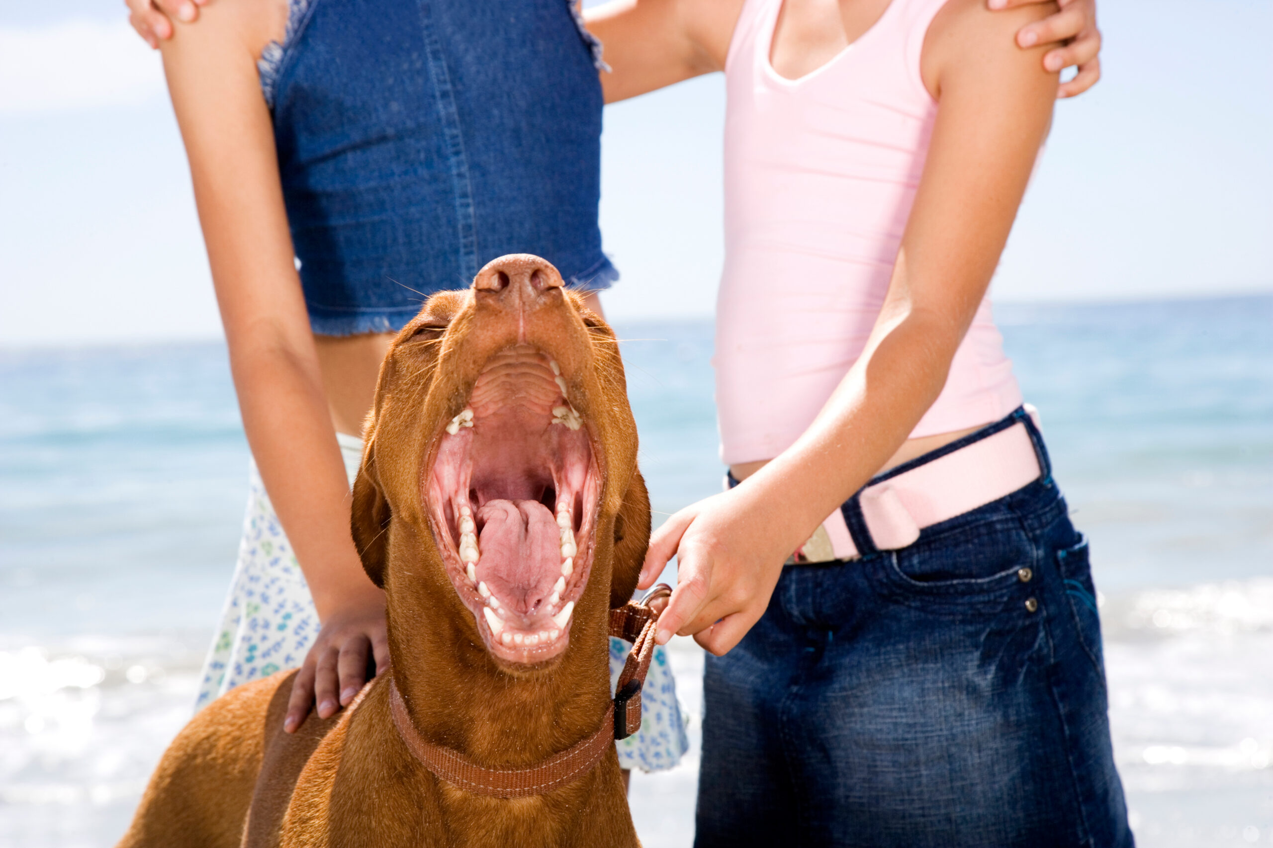 Missouri applies a strict liability standard, holding owners responsible for bites regardless of the dog’s prior history of aggression.